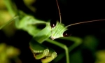 10 Fotografija miloidnih insekata