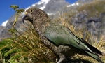 10 Čudnih slučajeva neverovatne evolucije životinja