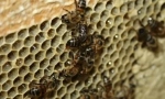 10 Životinja koje se množe sa besprijekornim začećem