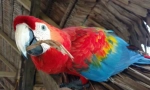 5 Zanimljivih činjenica o parrotima ara
