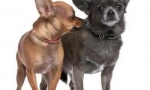 6 Zanimljivih činjenica o chihuahua