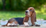 6 Kvaliteta bassetskog goniča koji će vas iznenaditi neugodan