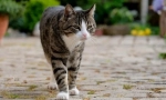 7 Opasnosti koje čekaju domaću mačku na ulici