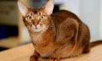 Abysinian cat