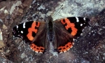 Admiral red canary