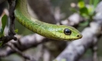 Afrički boomslang