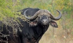 Afrički bik