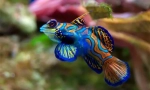 Akvarijska riba (fotografija i naslov): odaberite kućnog ljubimca