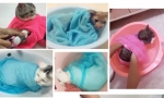 Aliexpress.com - izbor zanimljivih proizvoda za pse i mačke