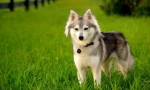 Alaskan kli-kai (foto): mini-husky sa spitz likom