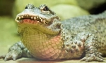 Alligator kinezi