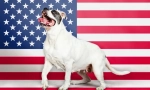 Američke pasmine pasa