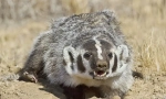 American barsuk