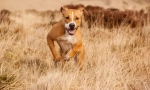 Amstaff (foto): nježni kućni ljubimac i vjerni branitelj