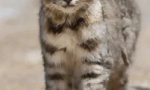 Anda cat - južnoamerički lociodator