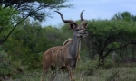 Antelope kuda