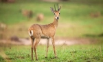 Antelope orbi