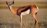 Antilop