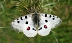 Apollo