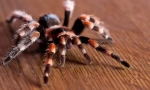 Arachnologija
