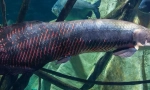 Arapima