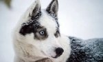 Arktički husky