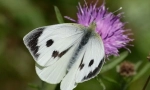 Leptir kupus