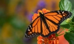 Leptir monarh