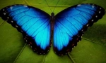 Leptir morpho