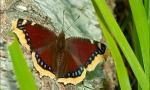 Butterfly thurtsa