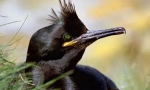 Shag