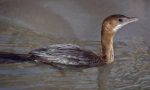 Cormorant maly