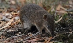Bandicoot