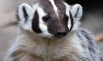 Američki badger