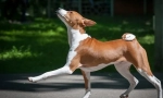 Basenji (foto): tihi lovac, veseli i energični prijatelj