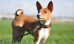 Basenji