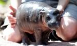 Hippo dwarf