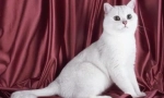 Bijele britanske mačke