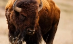 Buffalo