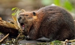 Beaver