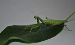 Mantis: opis, prikazi i stil života