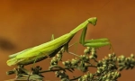 Mantis