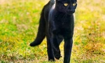 Bombay cat (foto): početna stranica u minijaturi