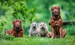 Bordeaux dog: pouzdan branitelj, veseli pratilac