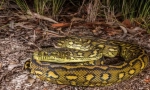 Diamond piton
