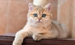 British golden chinchilla
