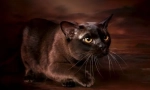 Bumman cat