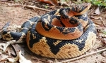 Bushmaister