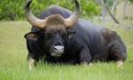 Bulls-divovi