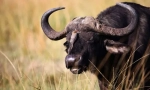 Bulls i buffaloes euroasia
